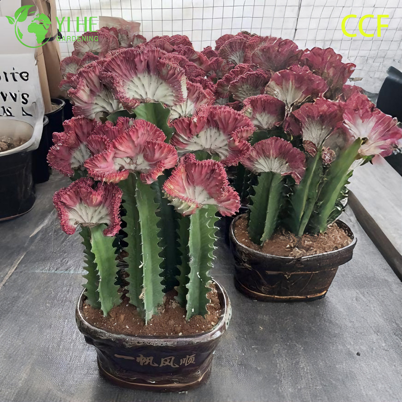 Цветной Аглаонема, декоративное растение для дома, офиса и сада