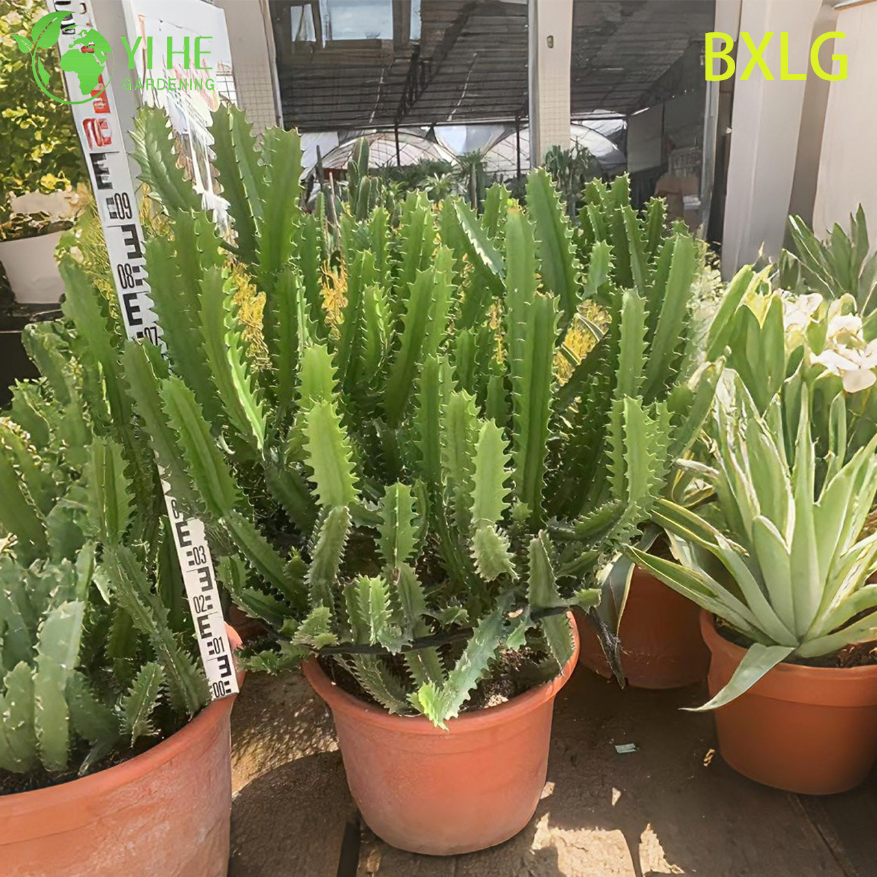 Бразильская рипсалис, суккулент, ампельное декоративное растение, висячий кактус для дома и сада