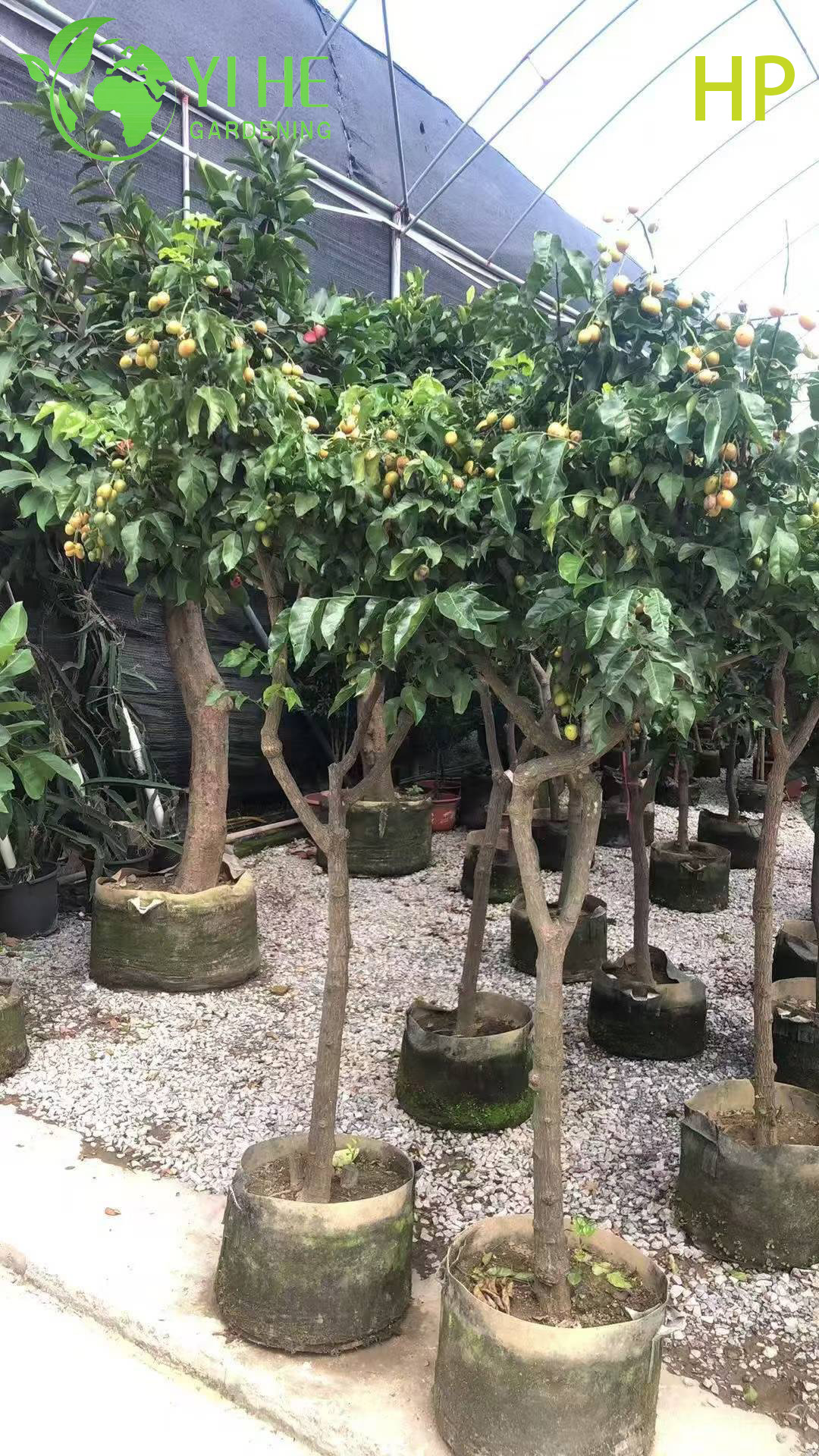 Плодовое дерево Лонган, цитрусовый фрукт, саженцы для сада и дома