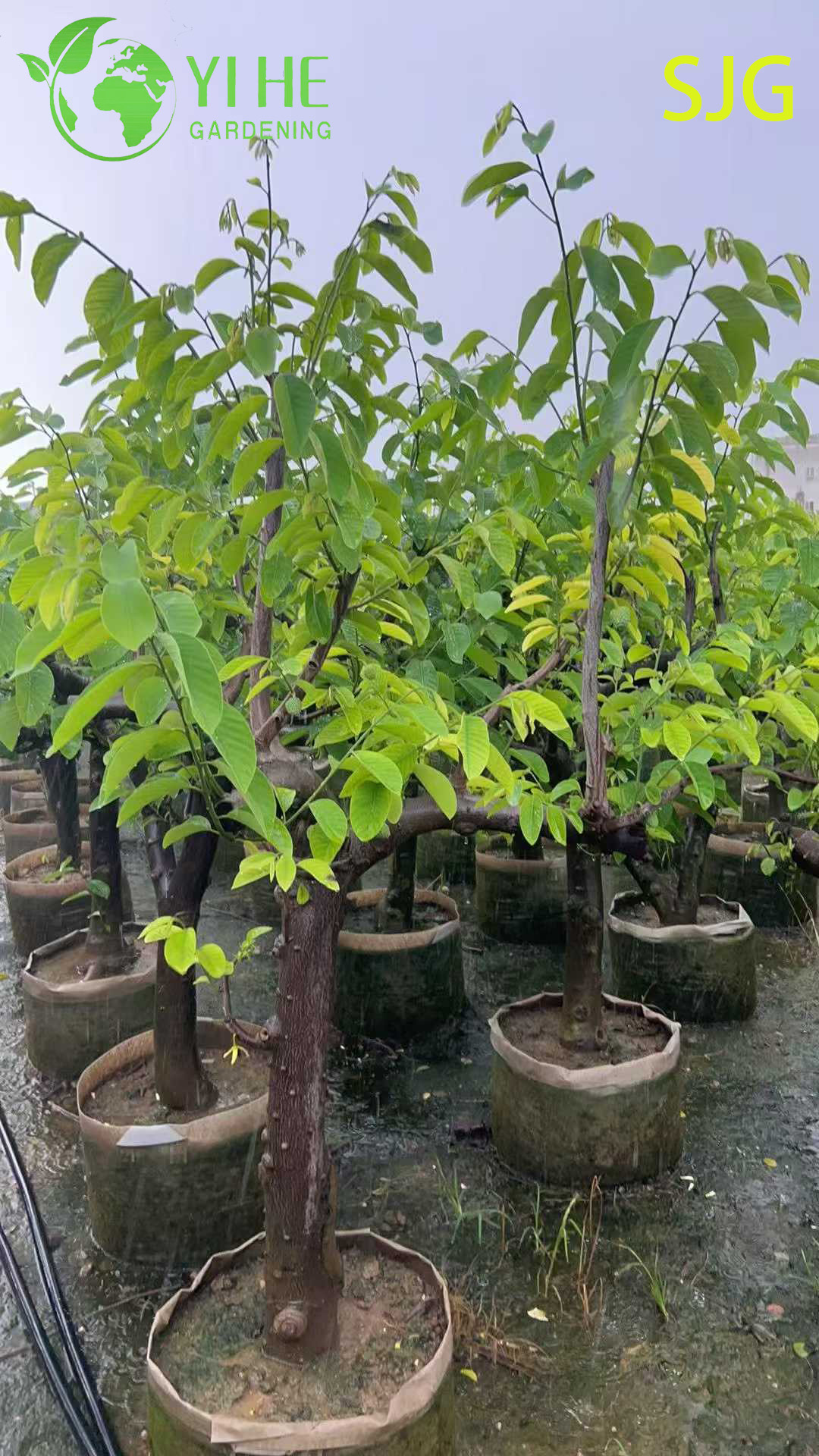 Сахарное яблоко свежий тропический фрукт аннона вкусный экзотический плод для продажи