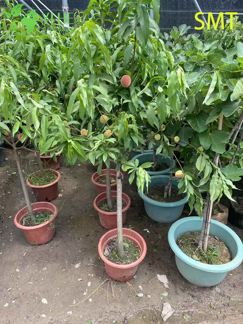 Персиковое растение, живые саженцы, декоративное дерево, садовые плодовые растения