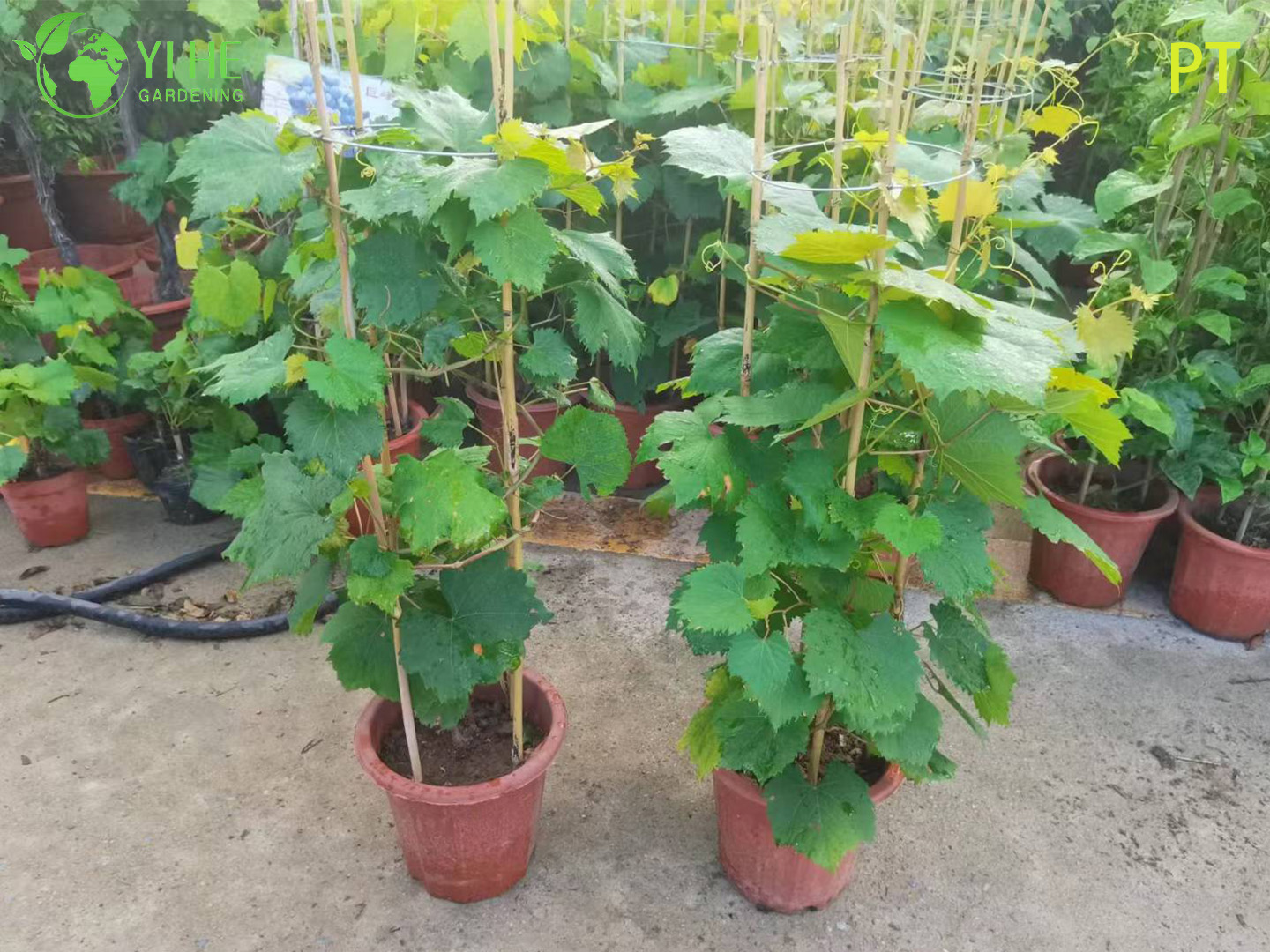 Виноград свежий столовый фрукт ягода винная лоза для еды саженцы растения оптом