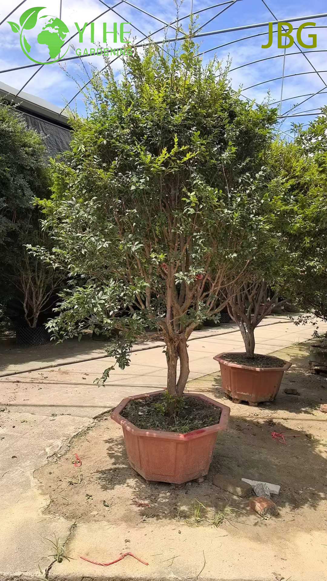 Свежая жаботикаба бразильская виноградная ягода тропический фрукт сладкий сочный опт экспорт