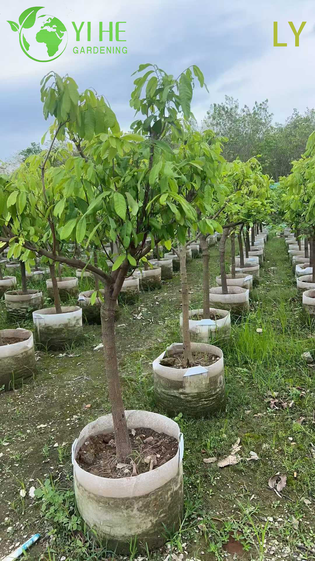 Свежий лонган тропический экзотический фрукт сладкий ароматный опт экспорт