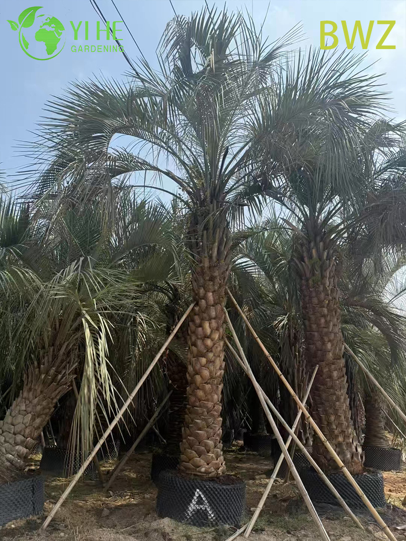 Декоративная пальма Бути кокос живая комнатная растение сад опт экспорт