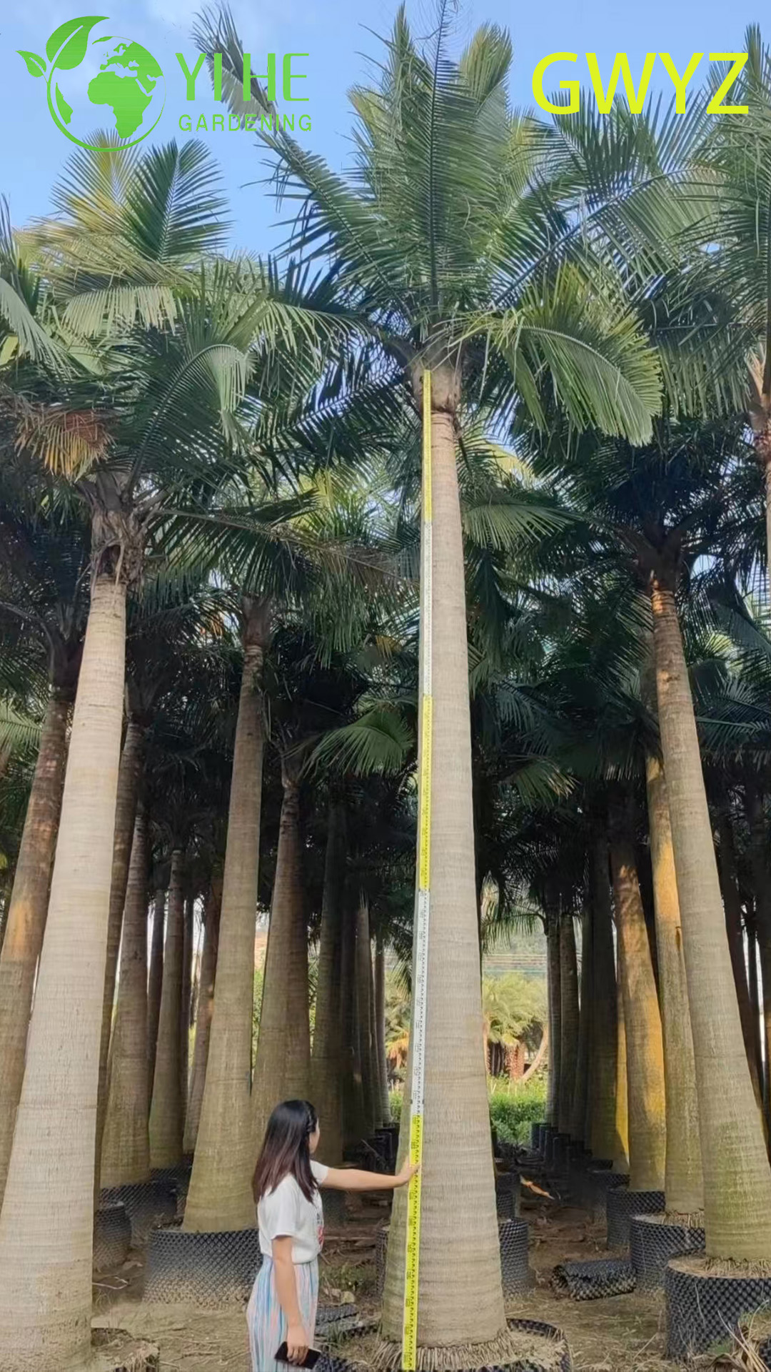 Свежие королевские кокосы тропический орех питьевой вода мякоть опт экспорт