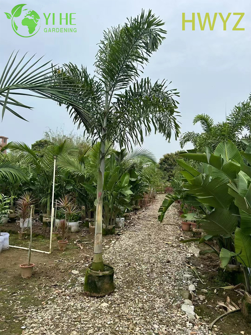 Пальма хвост лисицы декоративное тропическое растение сад офис озеленение опт экспорт