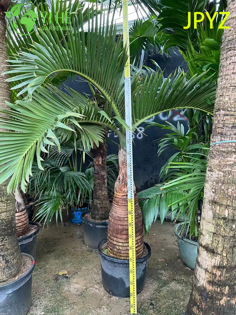 Декоративная пальма бутылочная свежие саженцы комнатное растение сад уличные опт экспорт