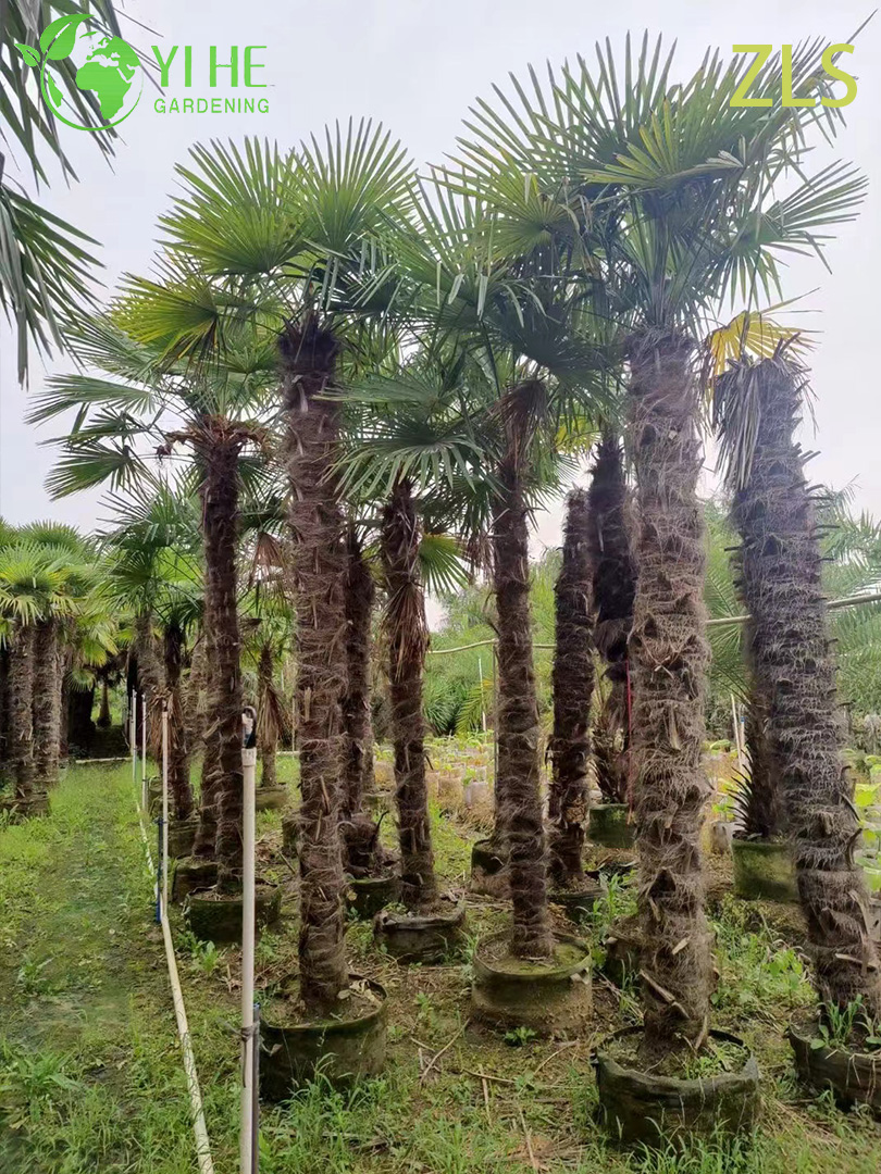 Пальма декоративное растение тропическое дерево сад офис интерьер опт экспорт