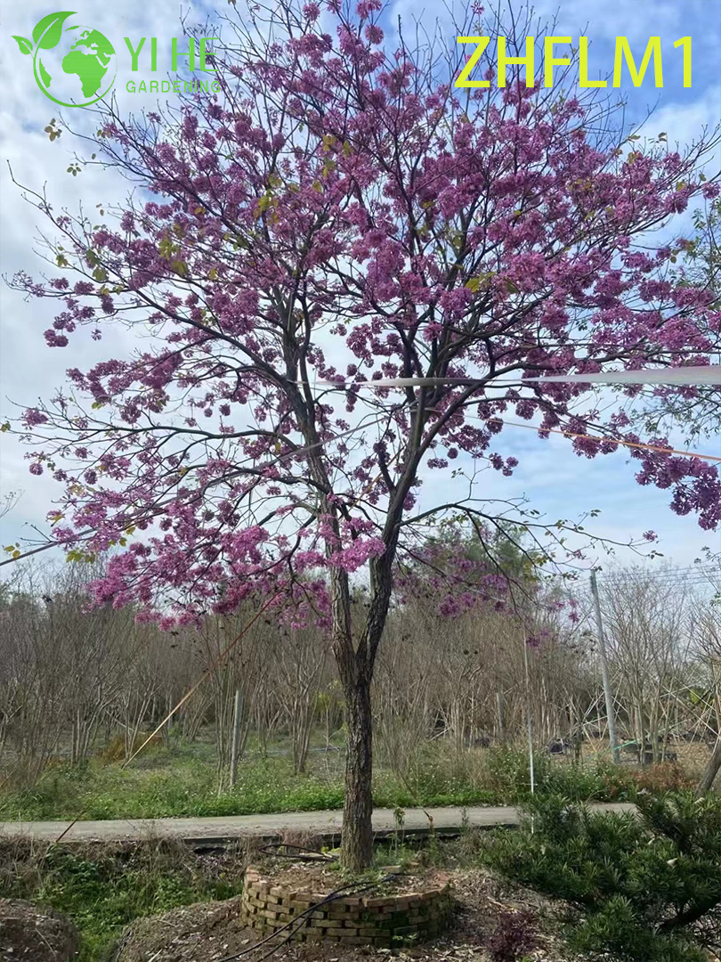 Саженцы табебуйя розовая дерево тропическое декоративное садовое растение опт экспорт