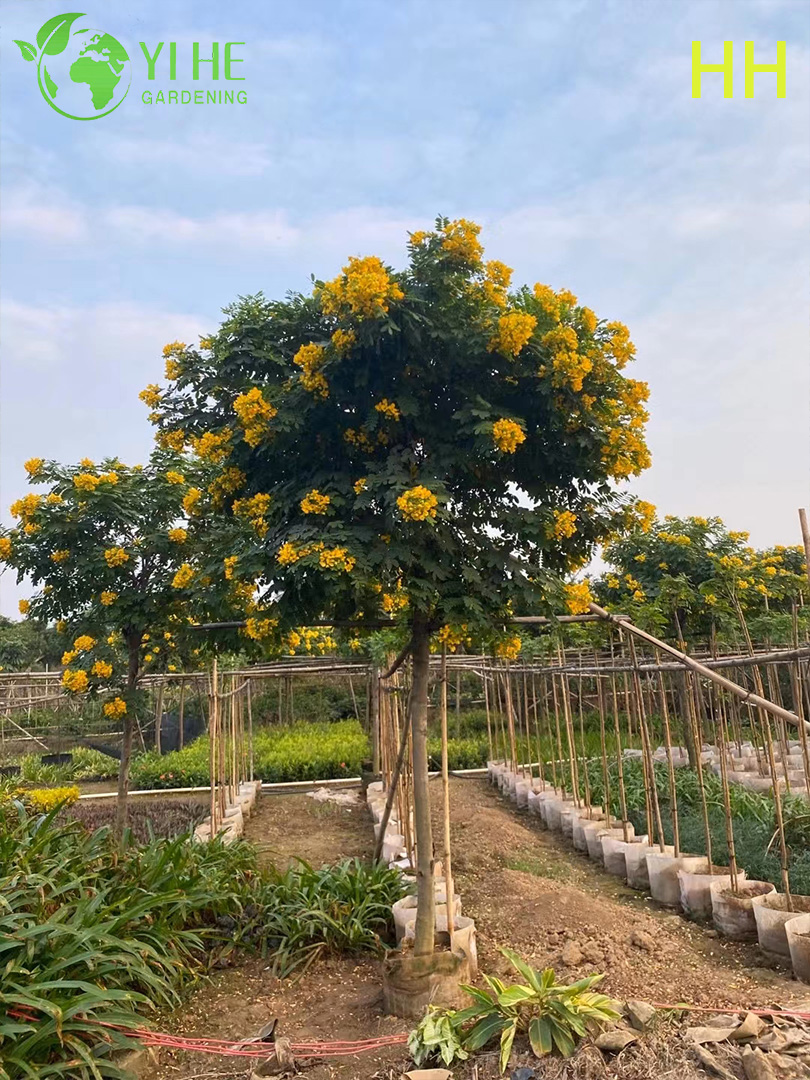 Кассия дерево кустарник жёлтая акация декоративное растение цветущее саженцы опт экспорт