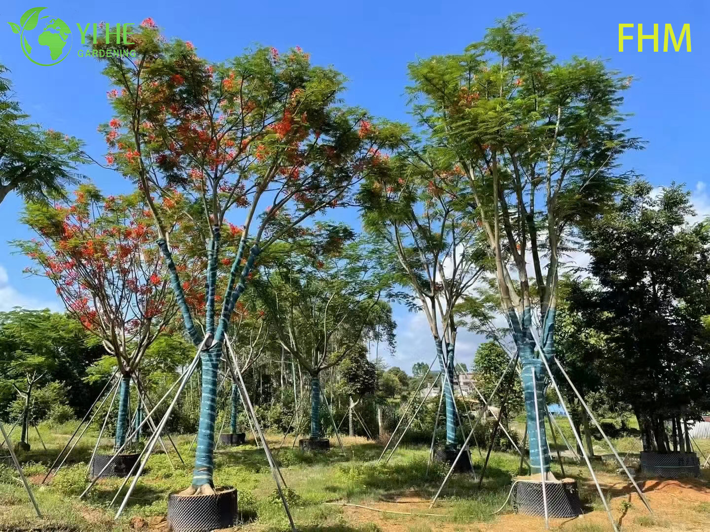 Делоникс королевский декоративное дерево пламя леса экзотическое растение саженцы опт экспорт