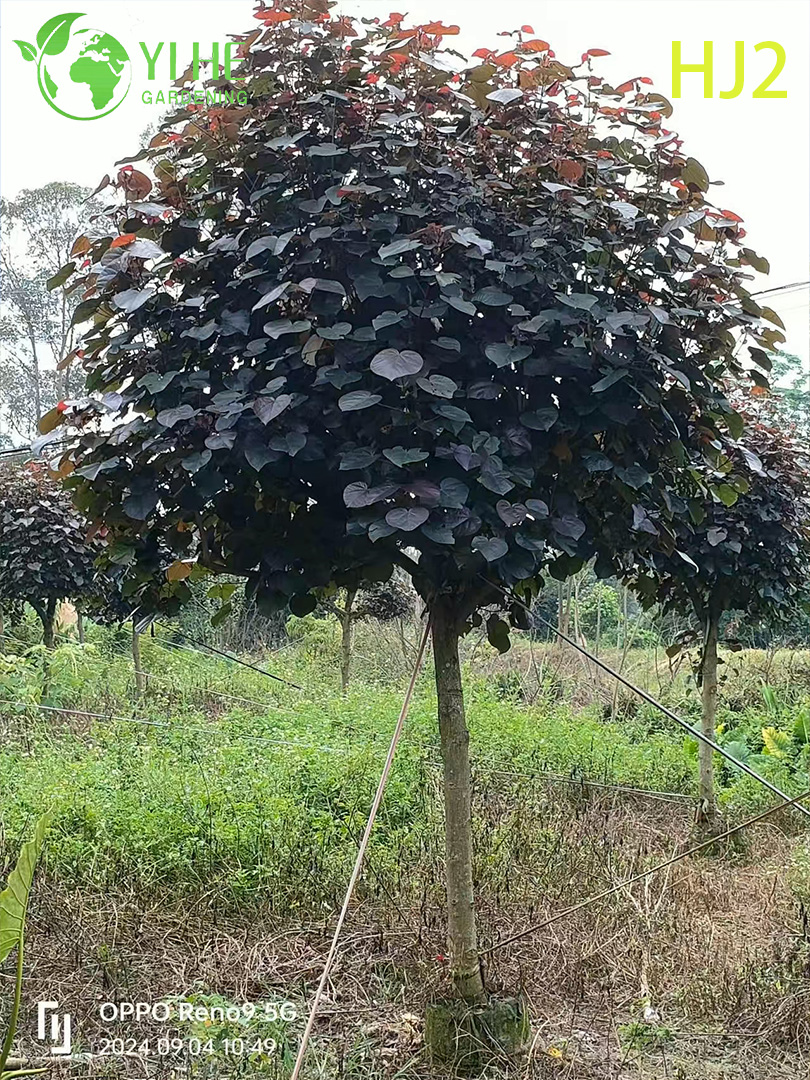 Красный гибискус декоративное растение садовые деревья живые саженцы озеленение опт экспорт