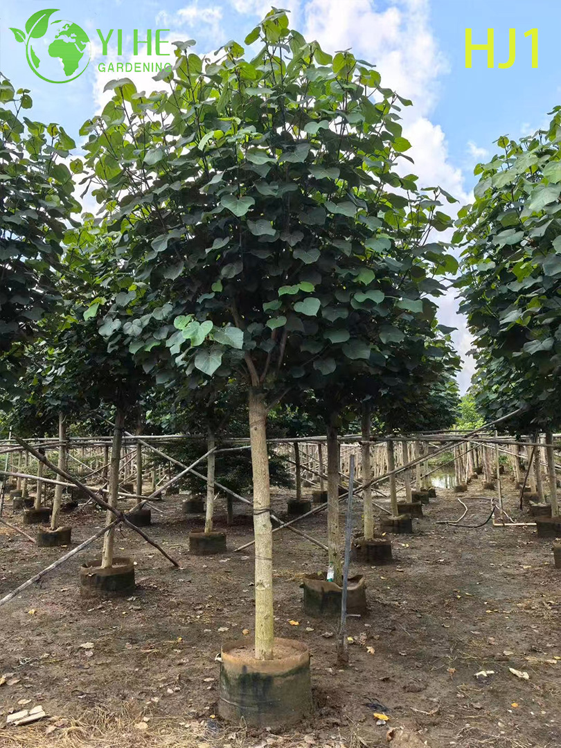 Зелёный гибискус декоративное дерево кустарник листья сад озеленение опт экспорт