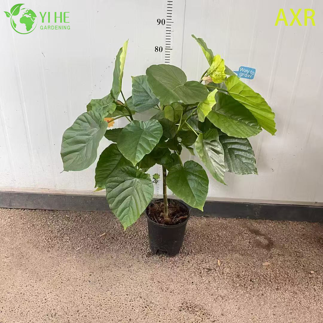 Фикус микрокарпа в форме сердца, комнатное растение, декоративное дерево для дома и офиса, живое растение в горшке