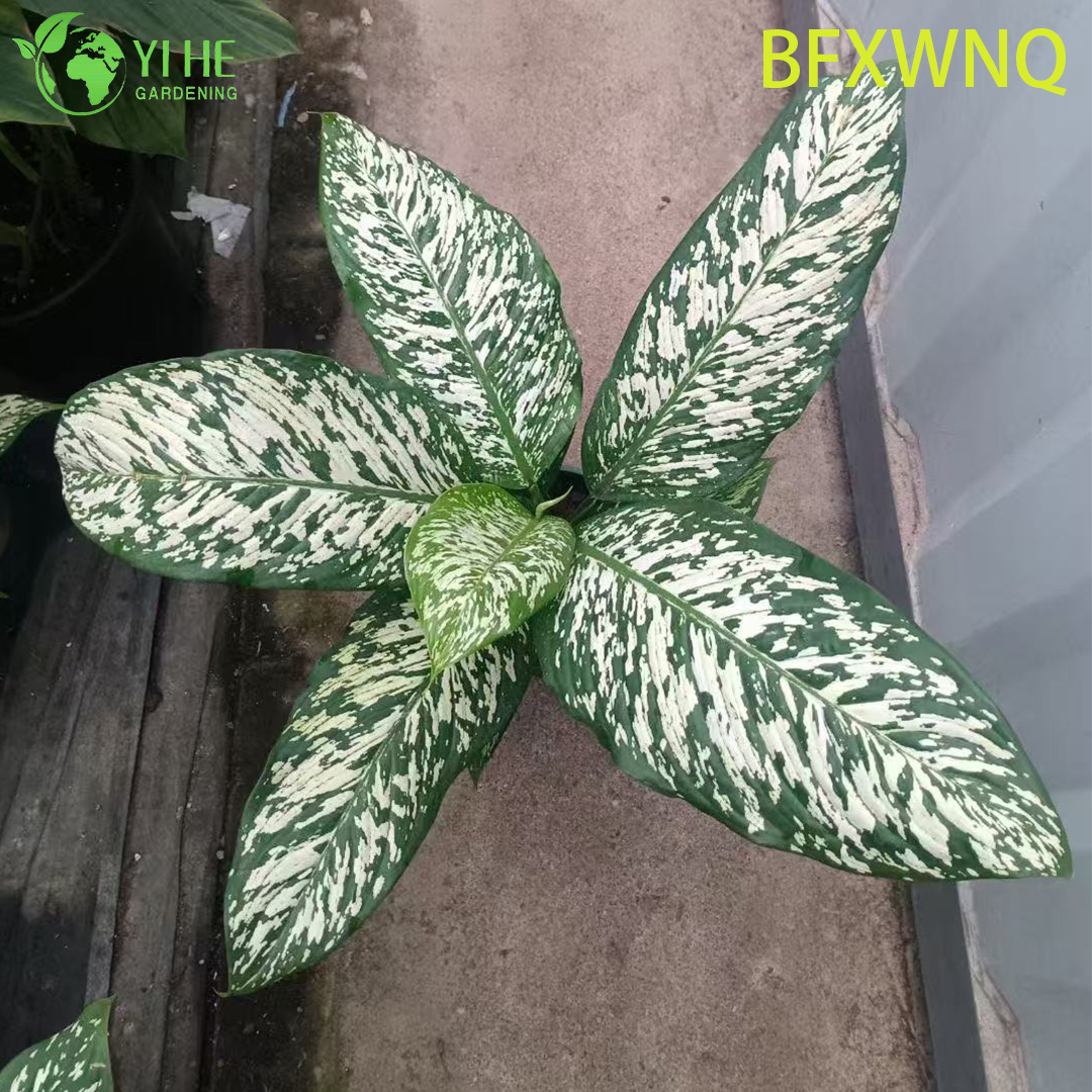 Аглаонема Снежная буря декоративное комнатное растение вечнозеленое тропическое растение для дома и офиса