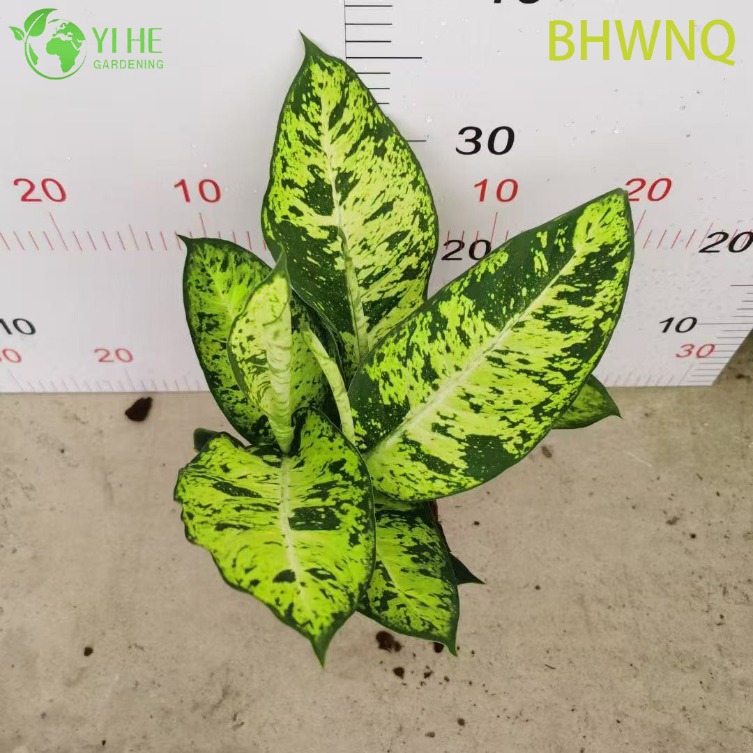 Аглаонема Бирюзовое море декоративное комнатное растение вечнозеленое тропическое растение для дома и офиса