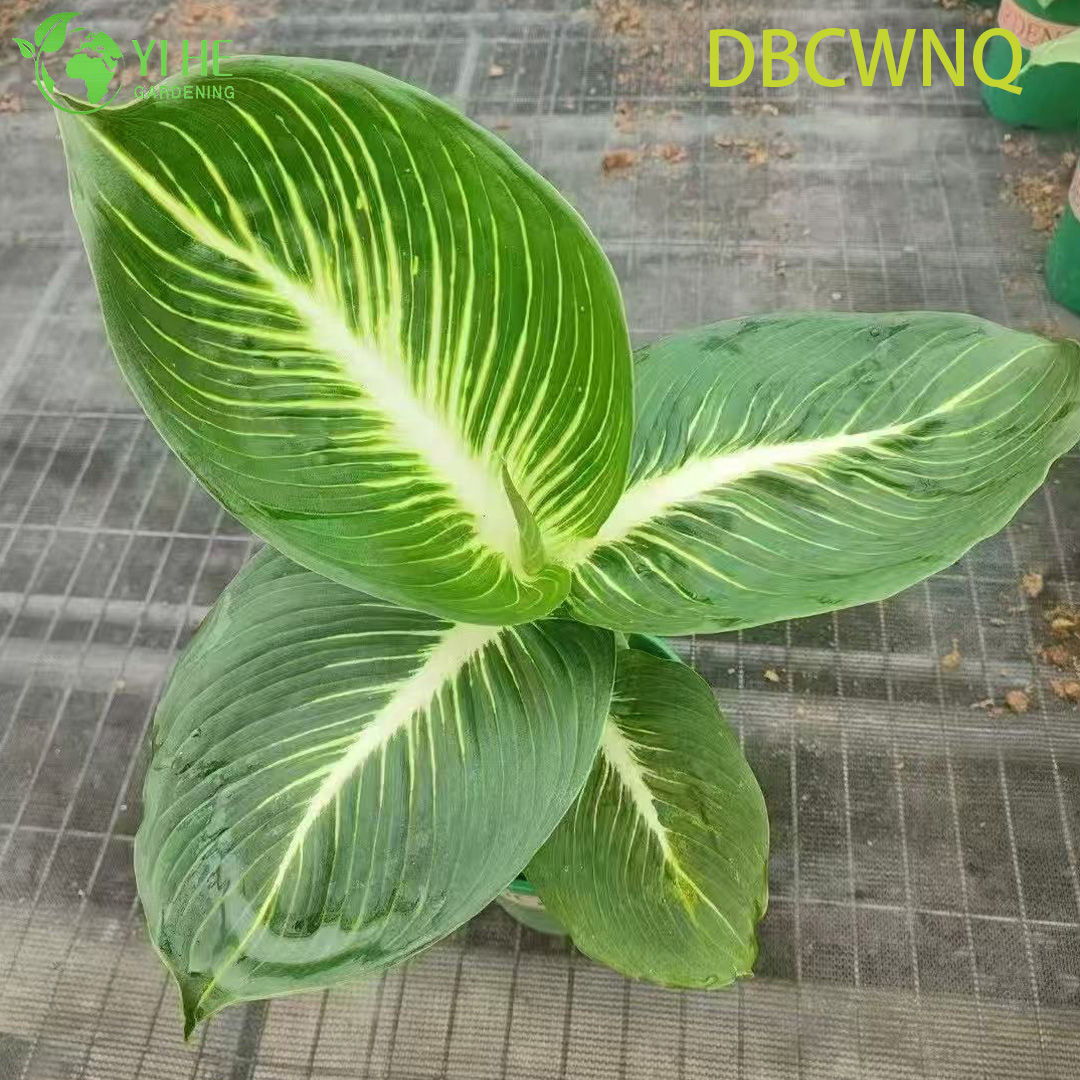 Аглаонема Большая капуста декоративное комнатное растение вечнозеленое тропическое растение для дома и офиса