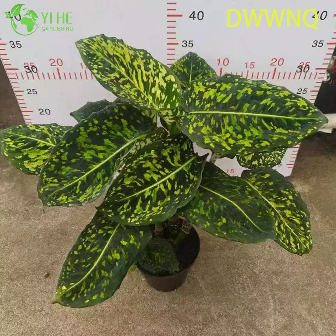 Аглаонема Император декоративное комнатное растение вечнозеленое тропическое растение для дома и офиса