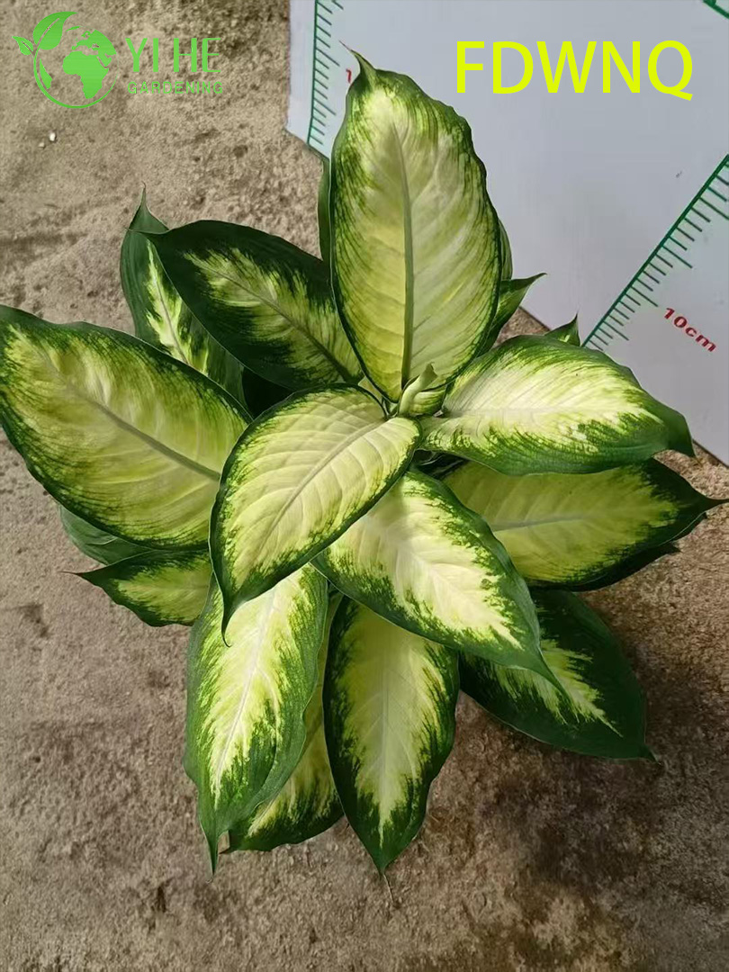 Аглаонема Розовая элегантность декоративное комнатное растение вечнозеленое тропическое растение для дома и офиса