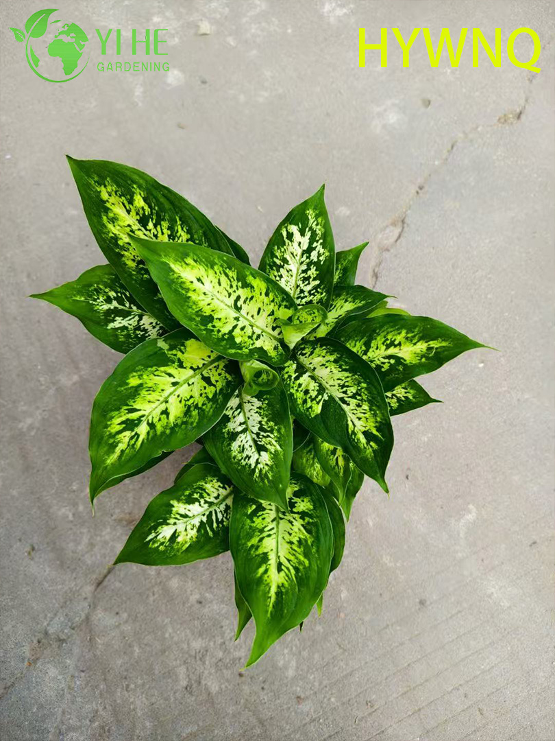 Аглаонема Пестролистная декоративное комнатное растение тропическое вечнозеленое растение для дома и офиса
