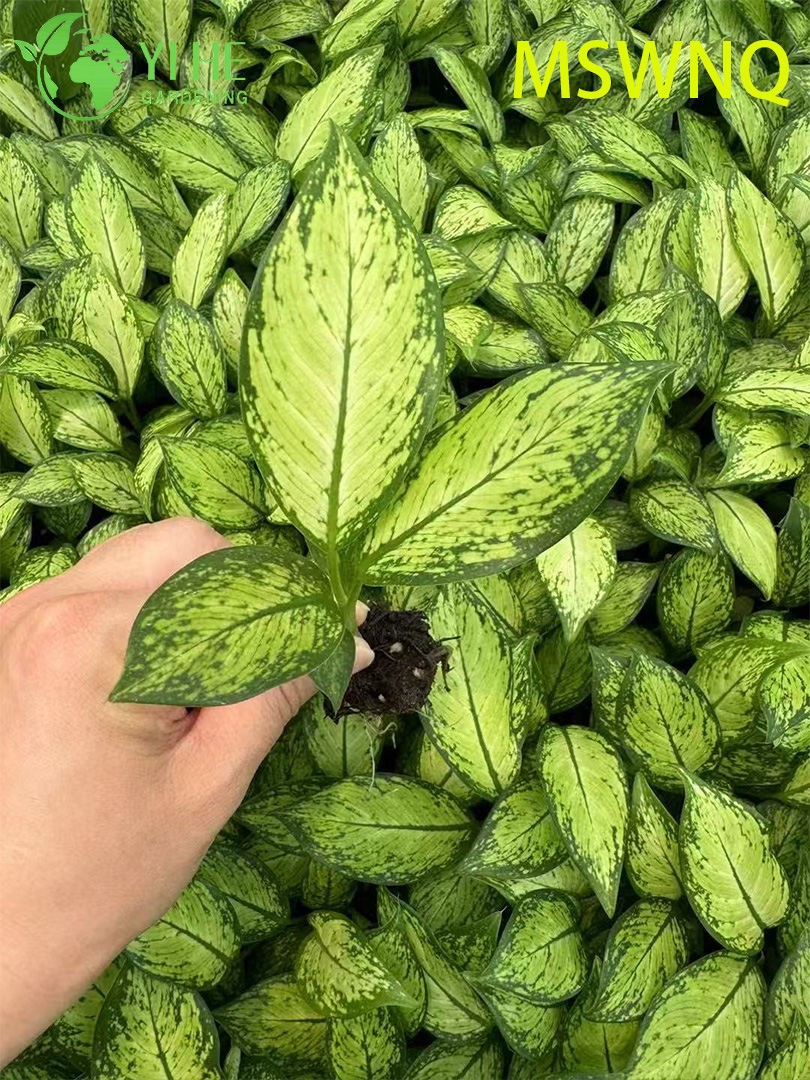 Аглаонема Мария декоративное комнатное растение вечнозеленое тропическое растение для дома и офиса