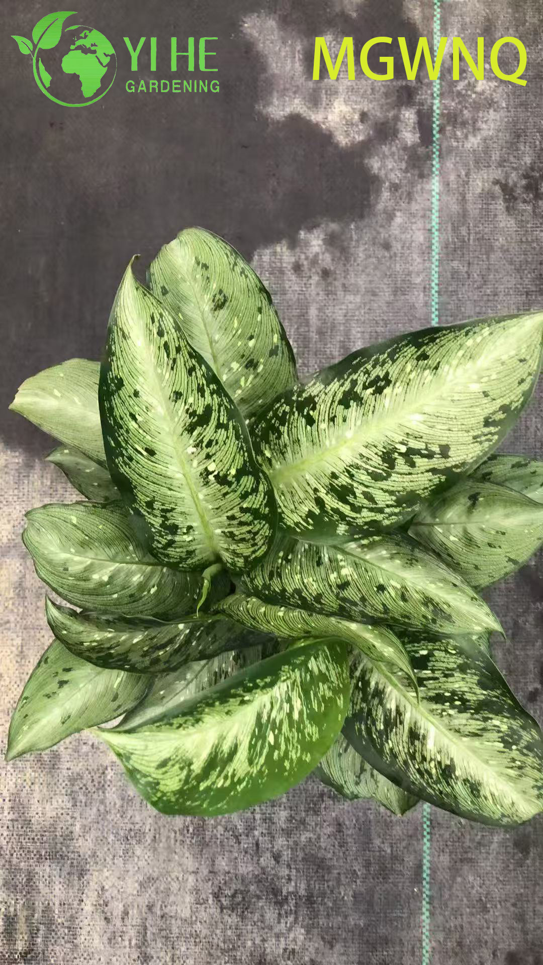 Аглаонема Американская декоративное комнатное растение вечнозеленое тропическое растение для дома и офиса