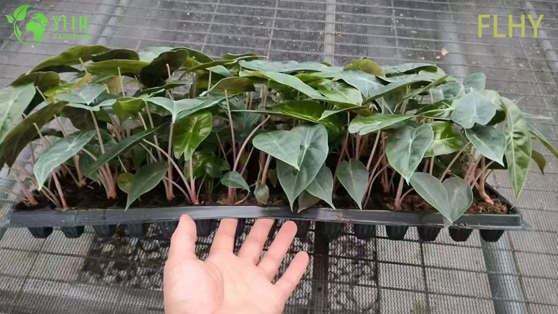 Алоказия Пинк Драгон декоративное комнатное растение крупнолистное тропическое растение для дома и офиса