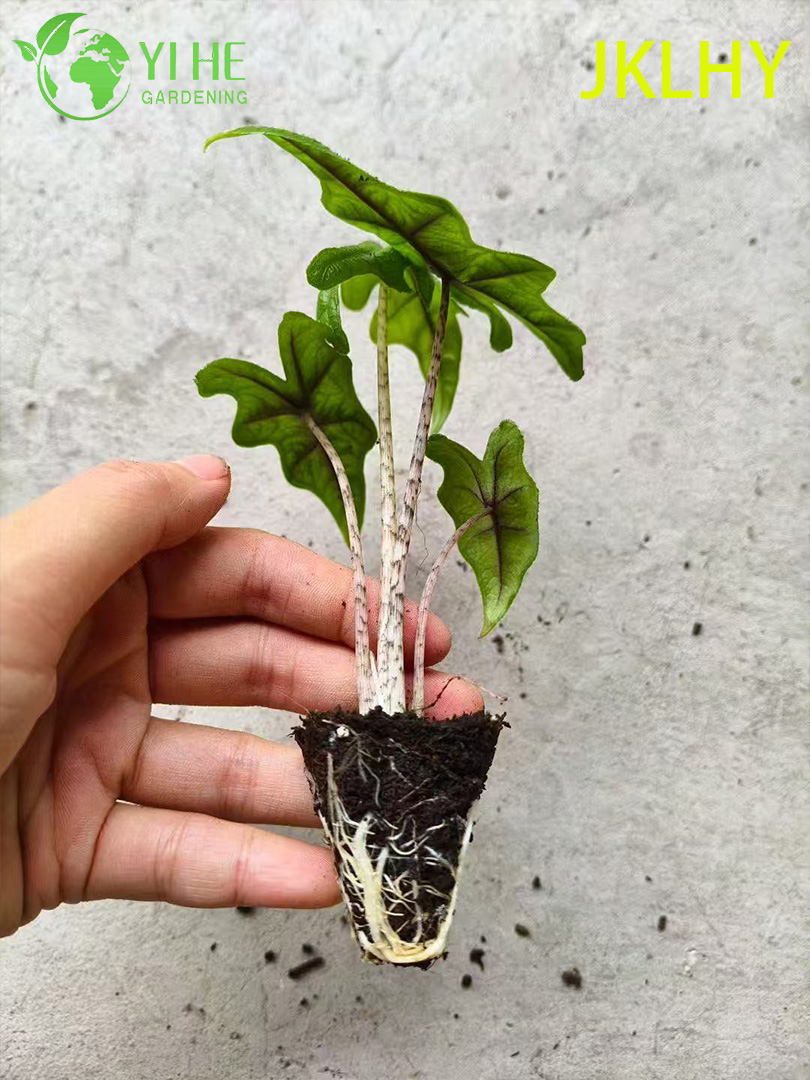 Алоказия Джеклин декоративное комнатное растение тропическое вечнозеленое растение для дома и офиса