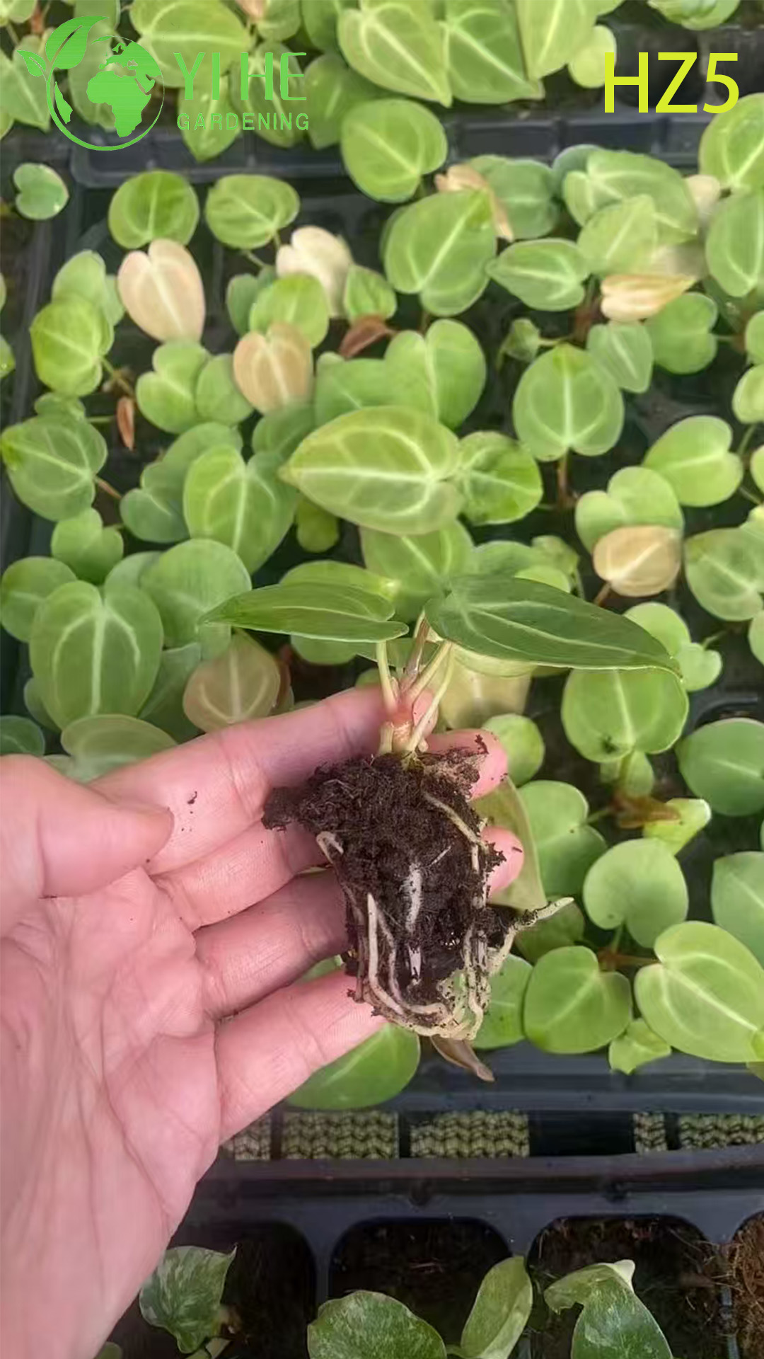 Антуриум Андрэ и Антуриум Шерцера декоративные цветущие комнатные растения для дома офиса и подарков