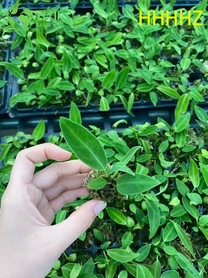 Антуриум красный декоративное цветущее комнатное растение экзотическое тропическое растение для дома и офиса