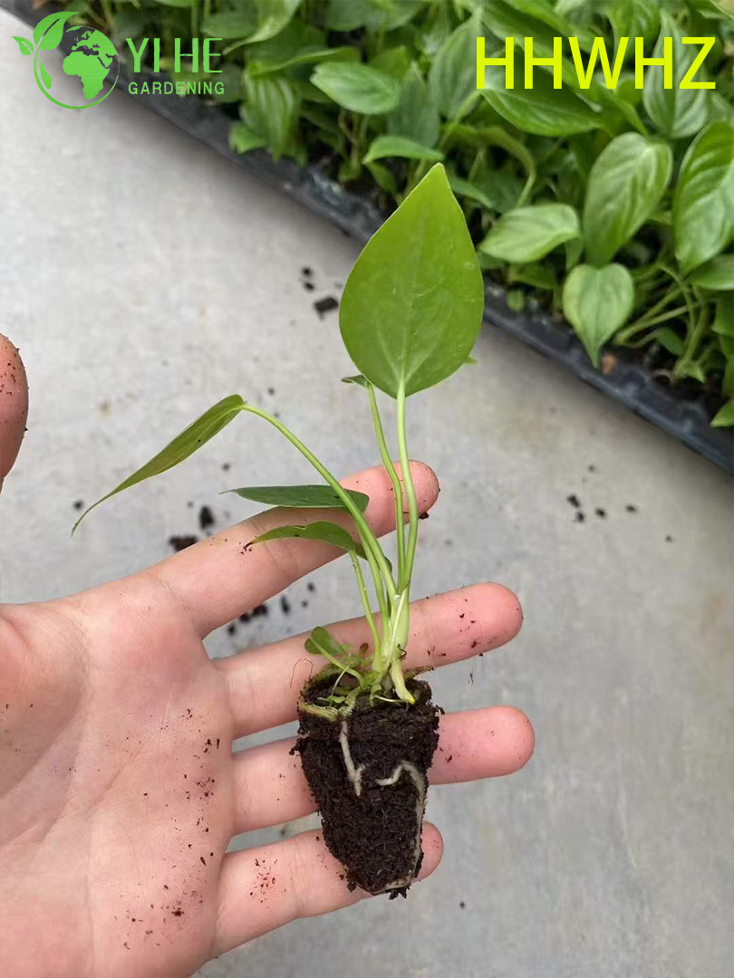 Антуриум Красный Король комнатное декоративное растение тропическое цветущее растение для дома и офиса