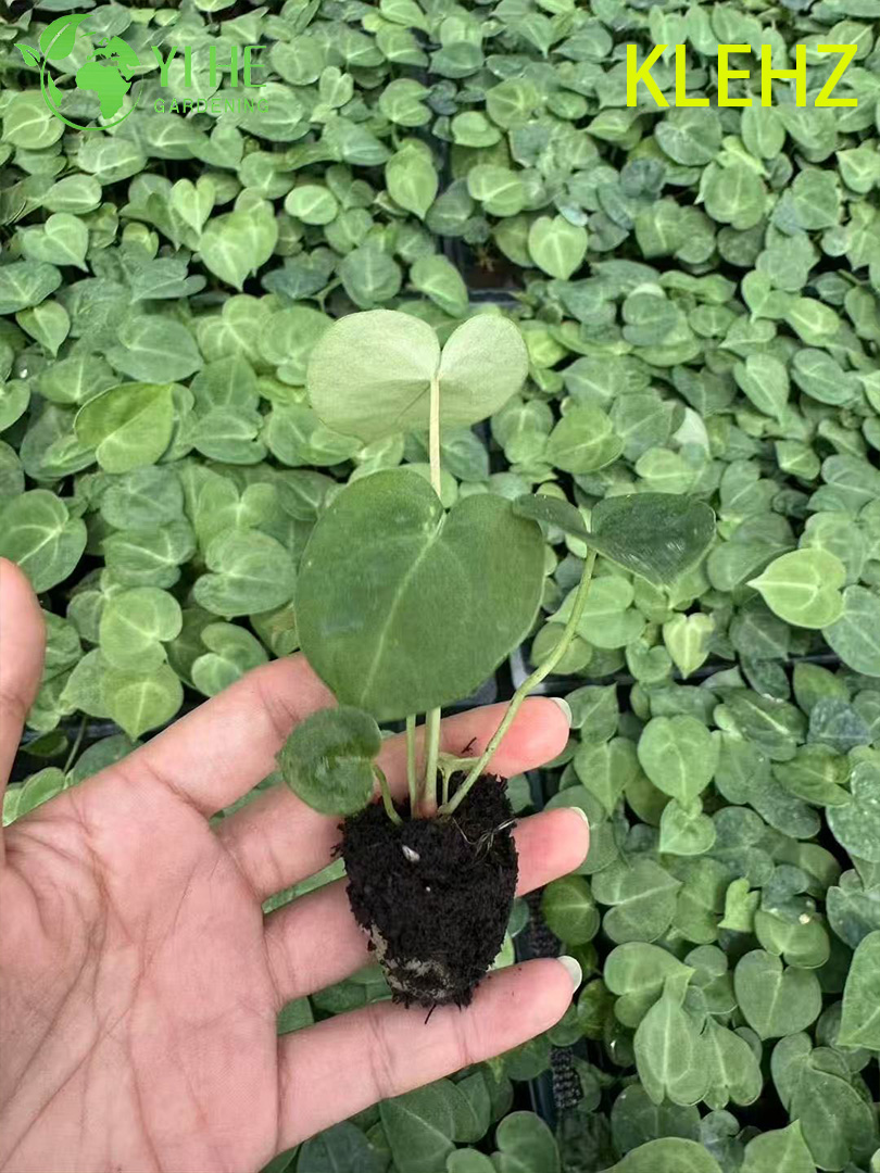 Антуриум Красный Король комнатное декоративное растение тропическое цветущее растение для дома и офиса