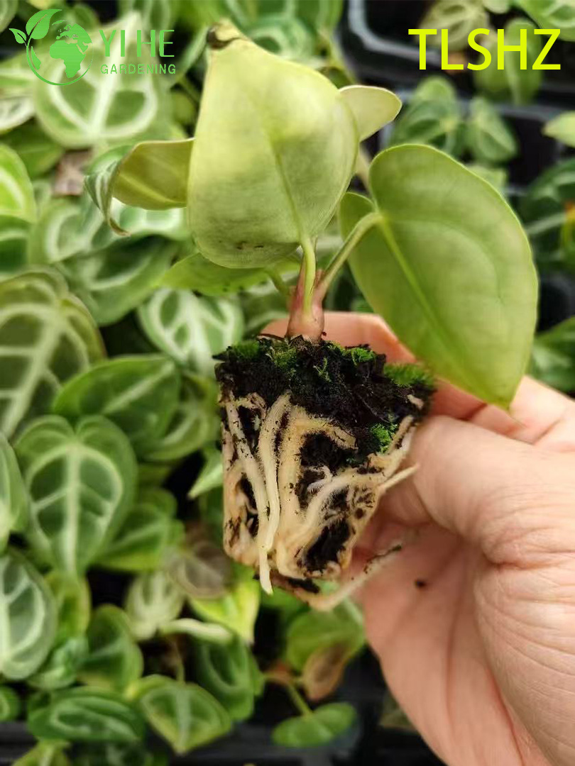 Антуриум Донка декоративное комнатное растение цветущее растение для дома и офиса в горшке