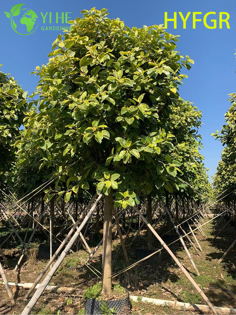 Вариегатный Фикус Микрокарпа Оптовая Продажа Декоративные Растения Экспорт