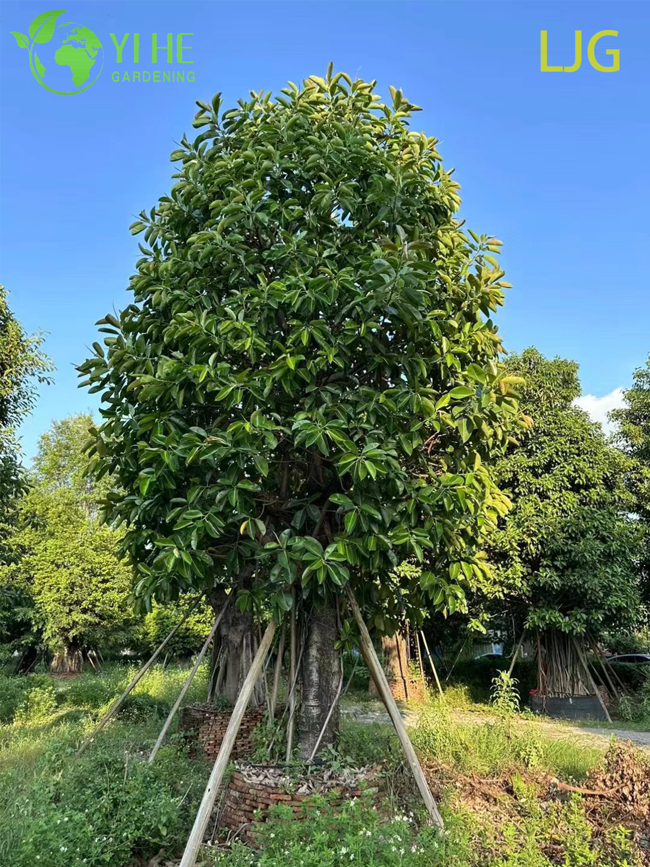 Фикус Бенджамина Green Kinky Оптом Компактные Декоративные Растения Экспорт