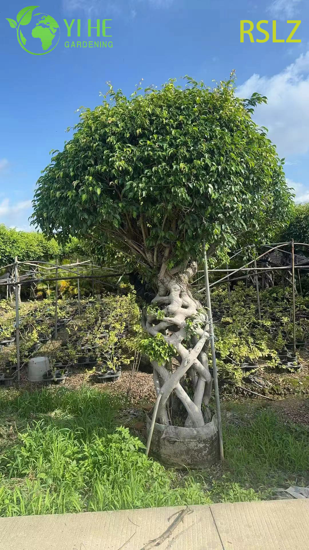 Фикус Плетеный Ствол Декоративный Оптом Интерьерное Дерево Экспорт