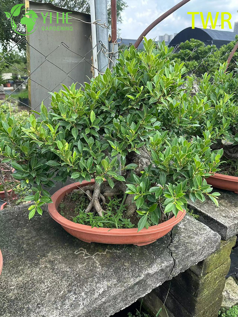 Фикус Тайваньский Оптовая Продажа Компактные Комнатные Деревья Экспорт