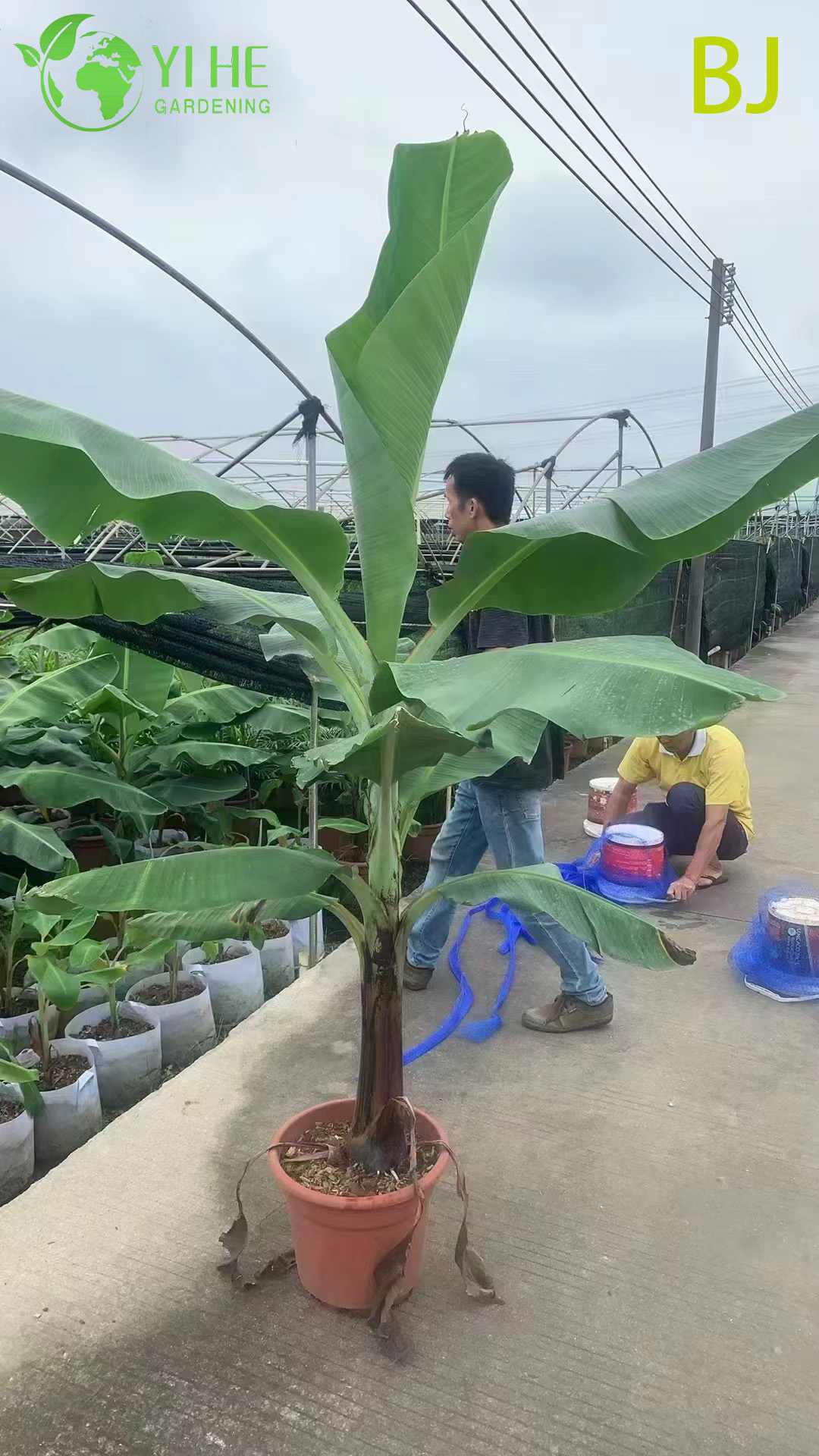 Морозостойкий Банан Басё: Саженцы Тропической Пальмы для Сада Оптом