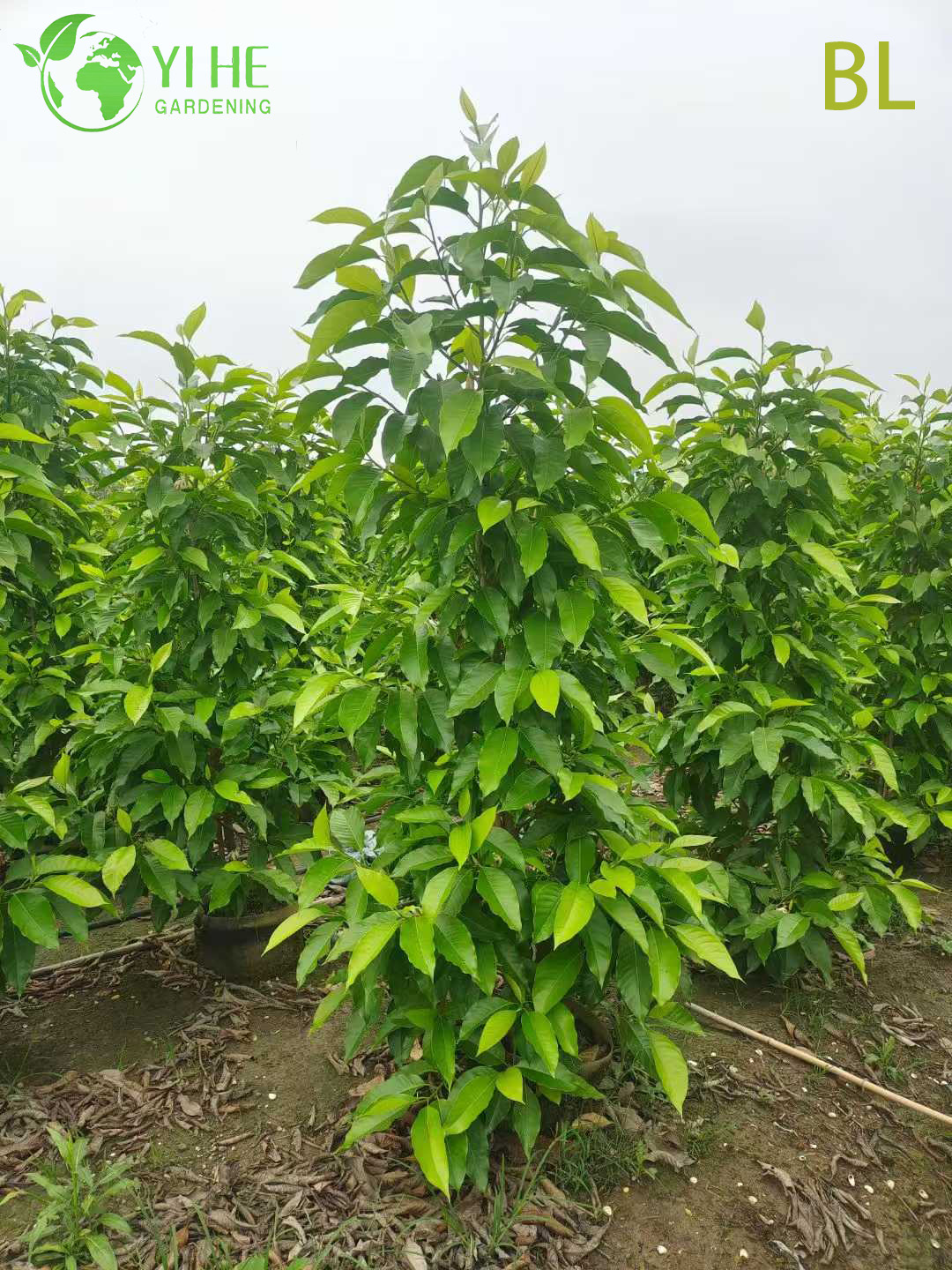 Ароматная Белая Магнолия Чампака Дерево Саженцы Оптом Экспорт