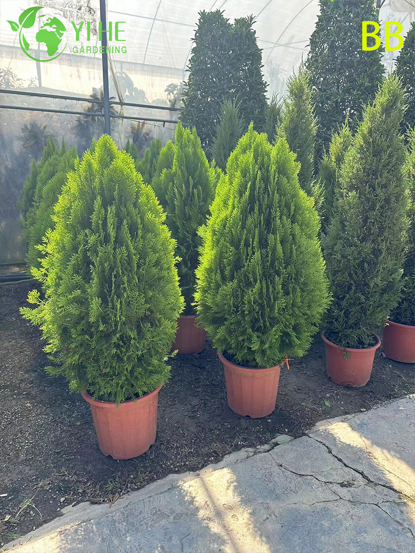 Кипарисовик Туполистный Оптом Хвойные Растения Экспорт Ландшафтный Дизайн