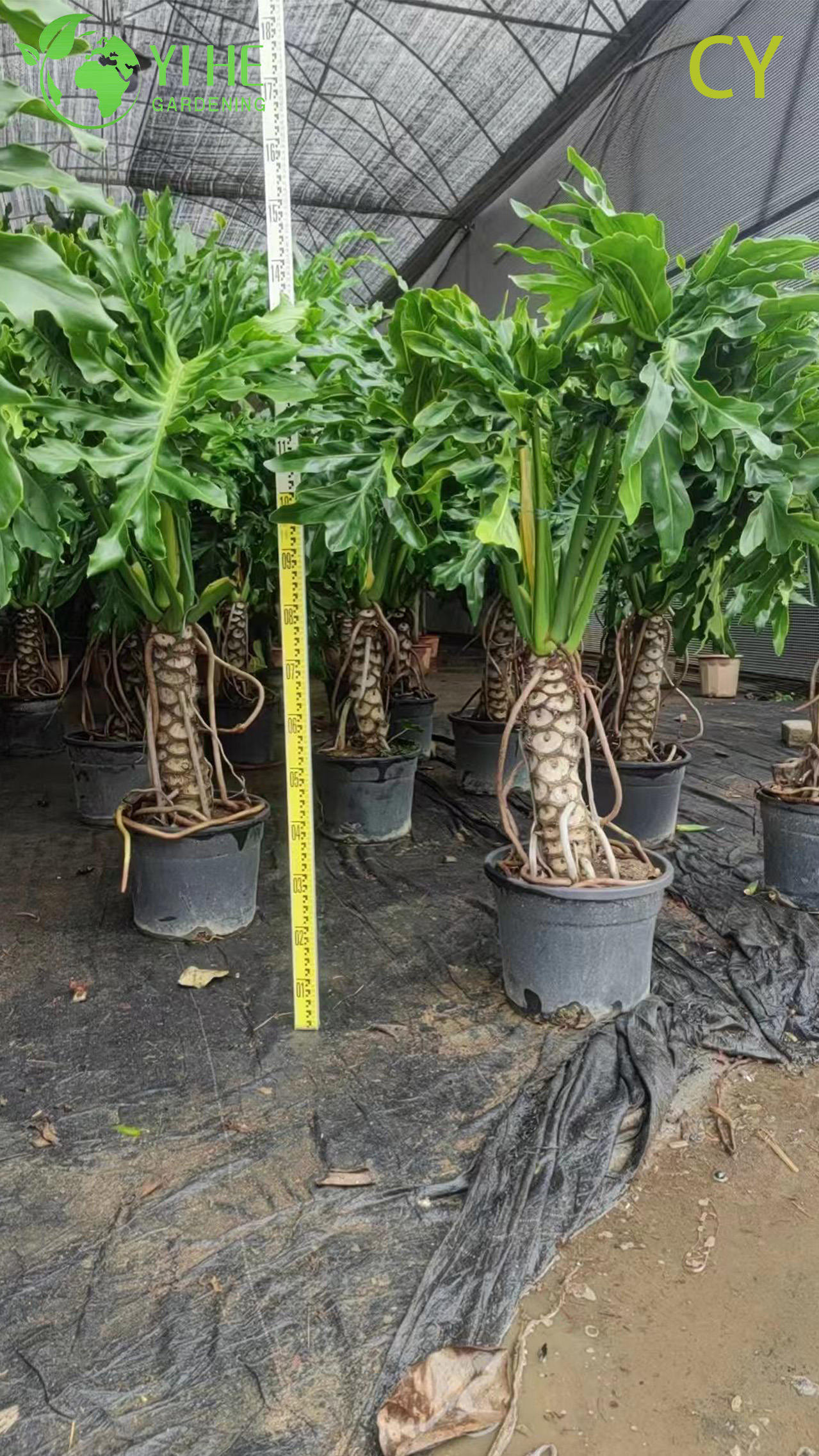 Филодендрон Селлум Крупнолистный Тропический Саженцы Экспорт Оптом