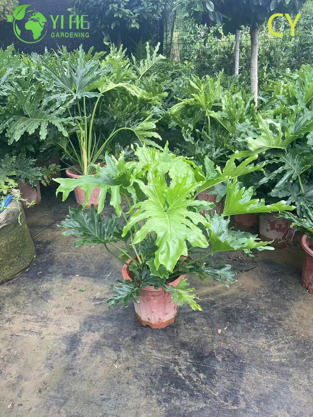 Крупнолистный Филодендрон Селло Оптом Тропические Интерьерные Растения Экспорт