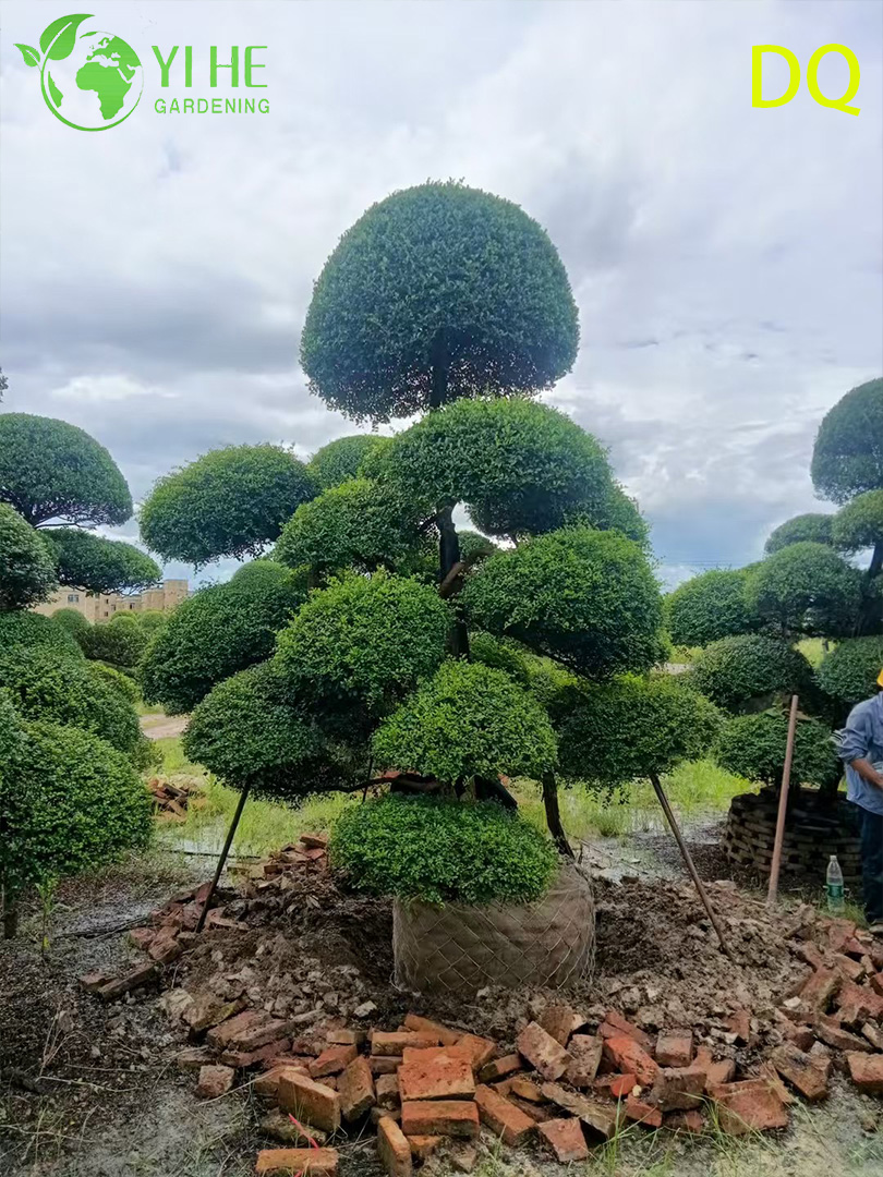 Падуб Китайский Опт Вечнозеленый Кустарник Экспорт Ландшафтное Растение