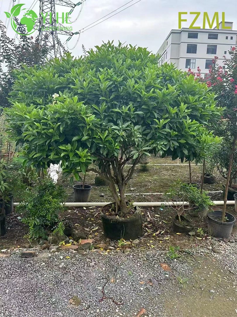 Фаграея Ароматная Оптом Тропическое Дерево Экспорт Ландшафтное Озеленение