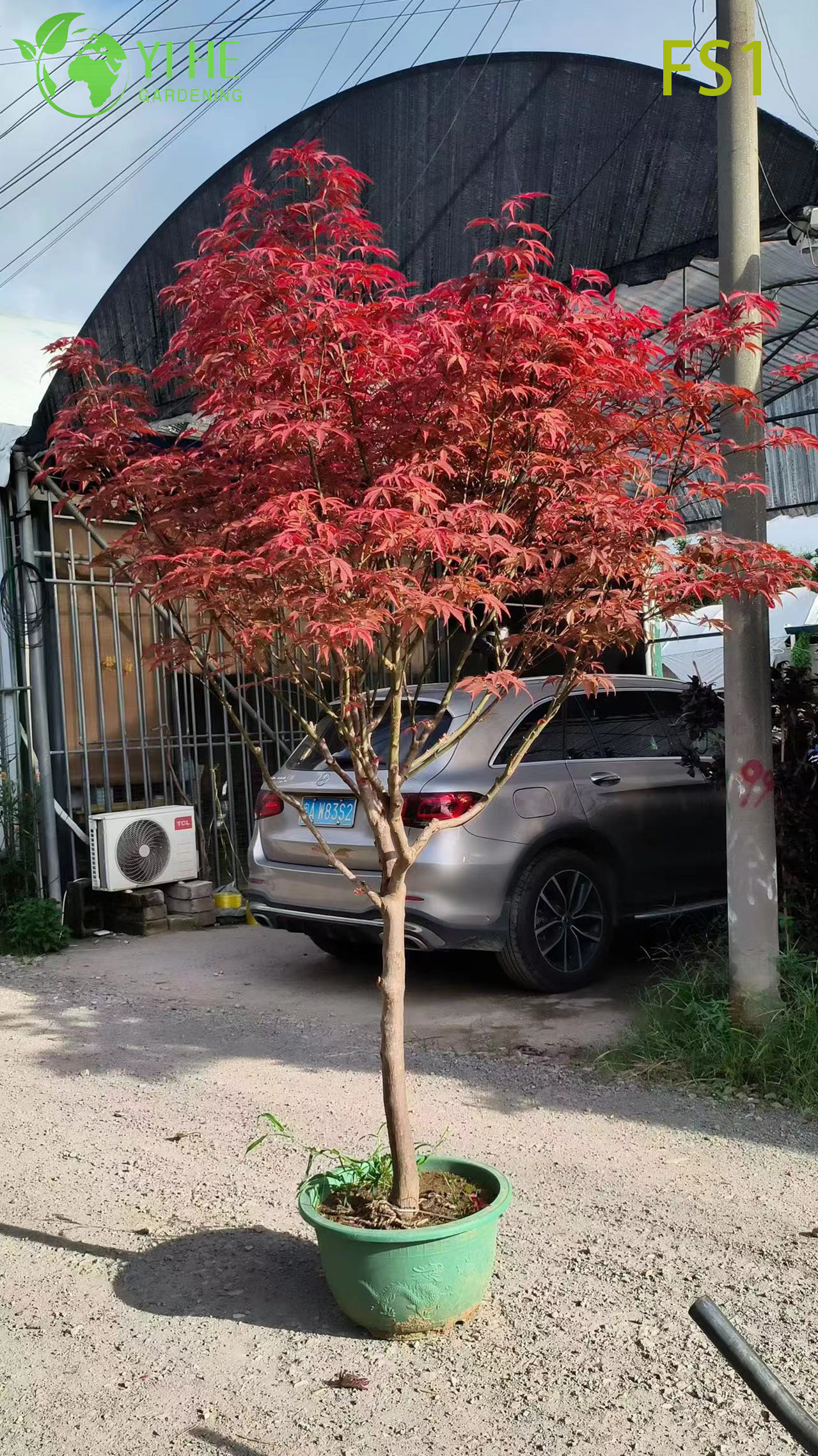 Клён Декоративный Саженцы Оптом Ландшафтные Лиственные Деревья Экспорт