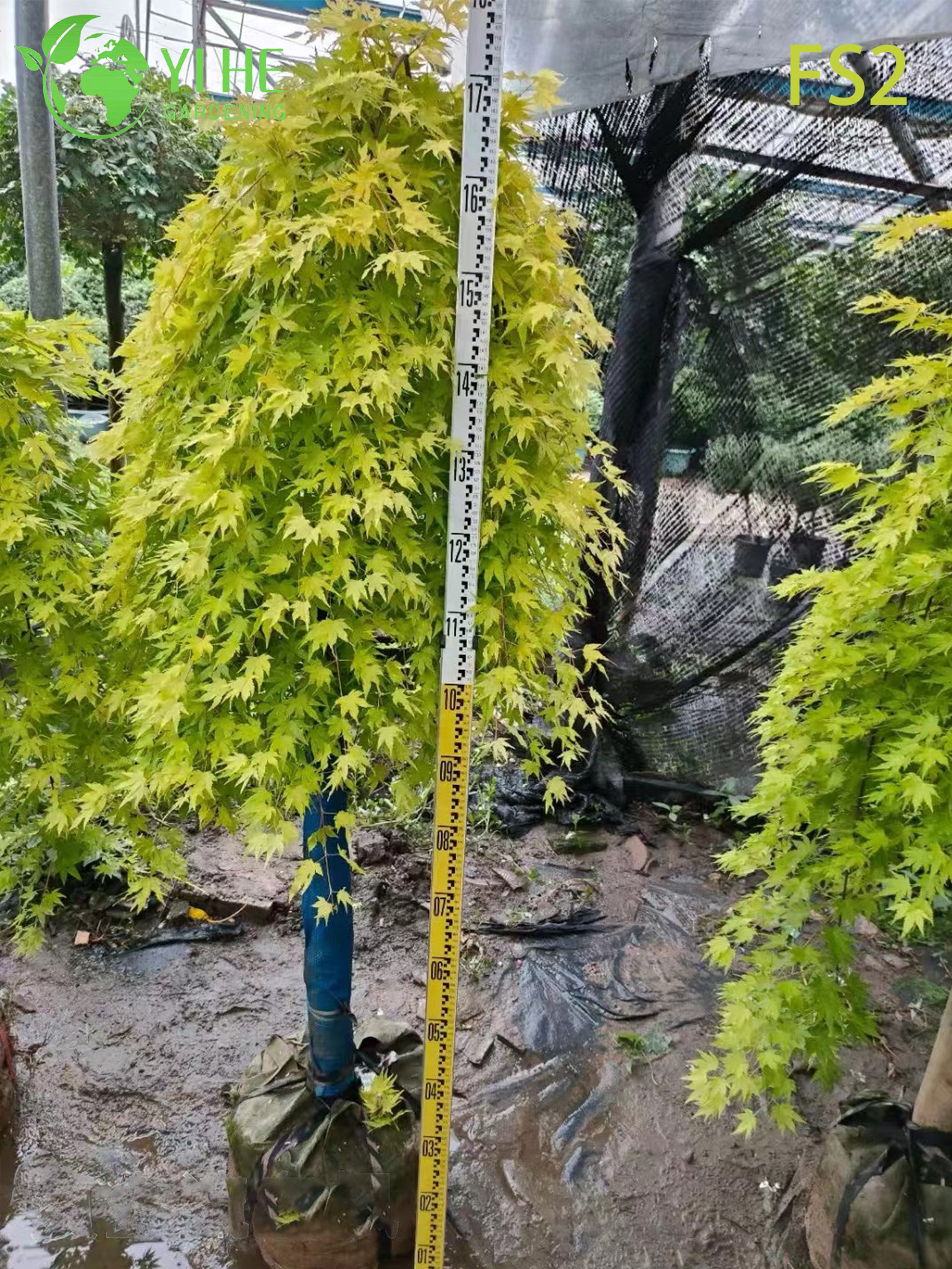 Клён Японский Пальмолистный Оптом Декоративные Саженцы Экспорт