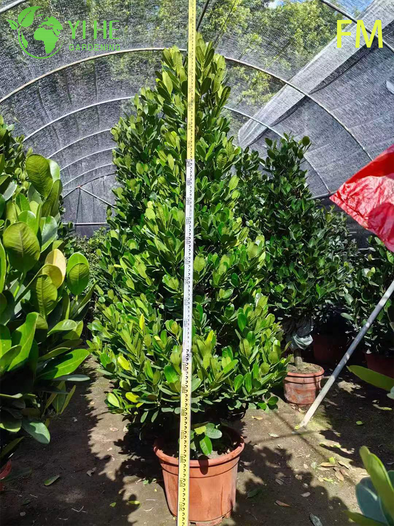 Гарциния Подэллиптическая Оптом Тропическое Дерево Экспорт Ветрозащита