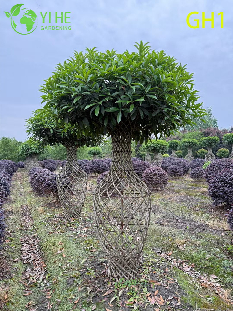 Османтус Душистый Оптом Ароматный Кустарник Вазообразный Экспорт Элитный