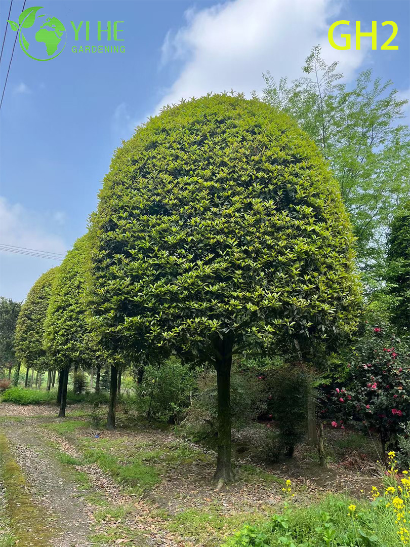 Османтус Душистый Крупномер Оптовая Продажа Вечнозеленое Ароматное Дерево Экспорт